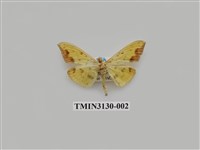 藏品(螟蛾250)的圖片